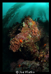 One of the large covered boulders located near the drop o... by Joe Platko 